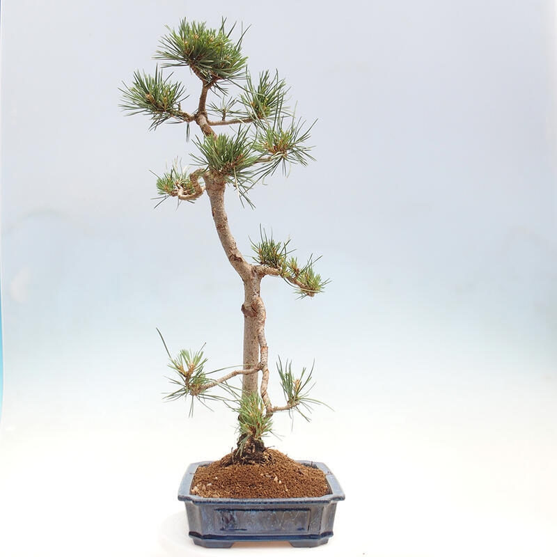 Outdoor bonsai - Pinus Sylvestris - Scots pine