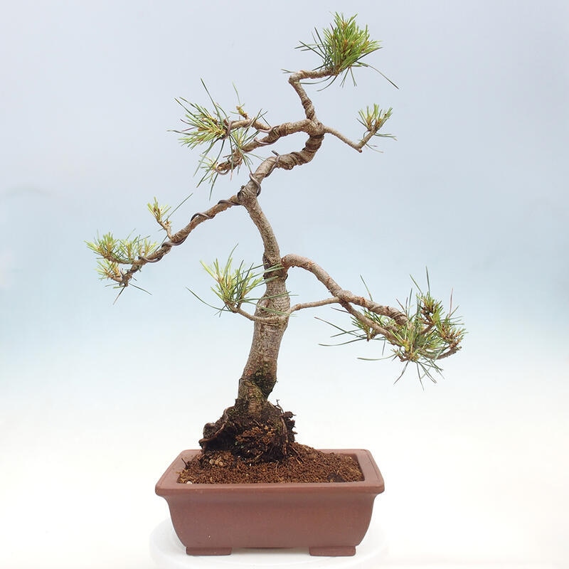 Outdoor bonsai - Pinus Sylvestris - Scots pine