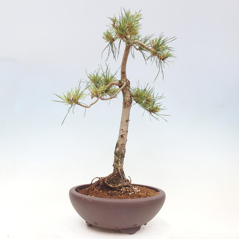 Outdoor bonsai - Pinus Sylvestris - Scots pine