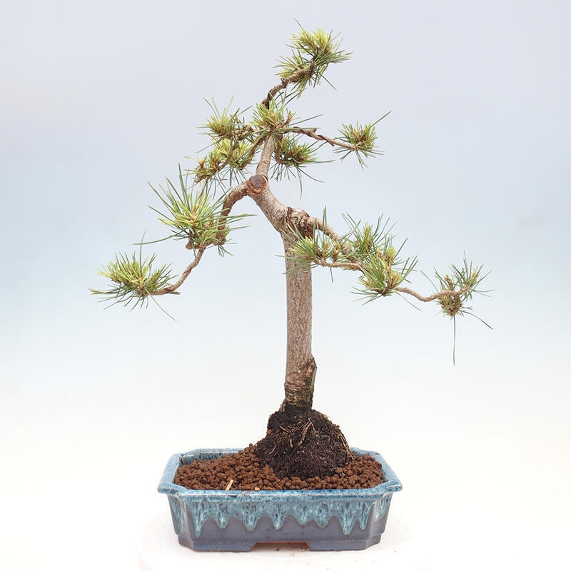 Outdoor bonsai - Pinus Sylvestris - Scots pine