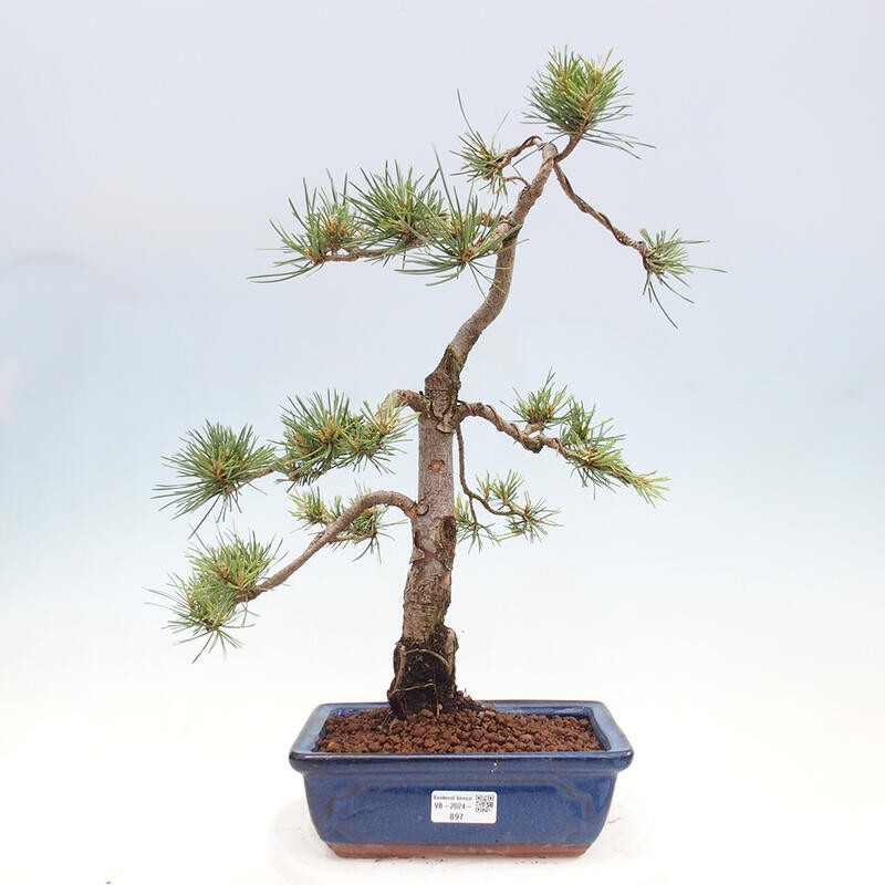 Outdoor bonsai - Pinus Sylvestris - Scots pine