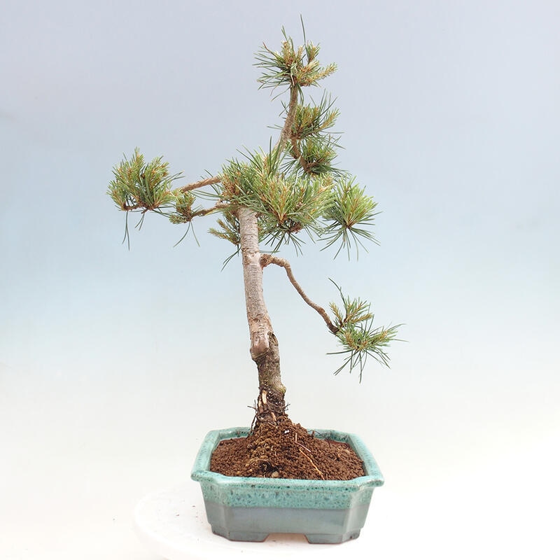 Outdoor bonsai - Pinus Sylvestris - Scots pine