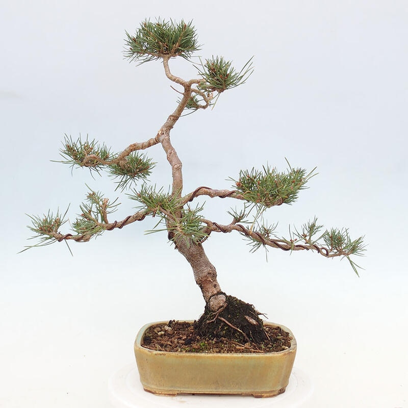 Outdoor bonsai - Pinus Sylvestris - Scots pine