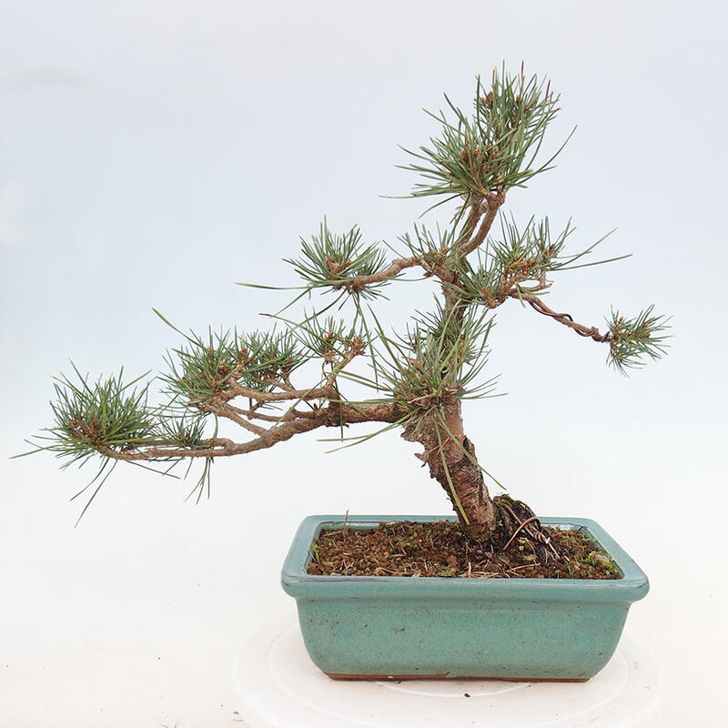 Outdoor bonsai - Pinus Sylvestris - Scots pine