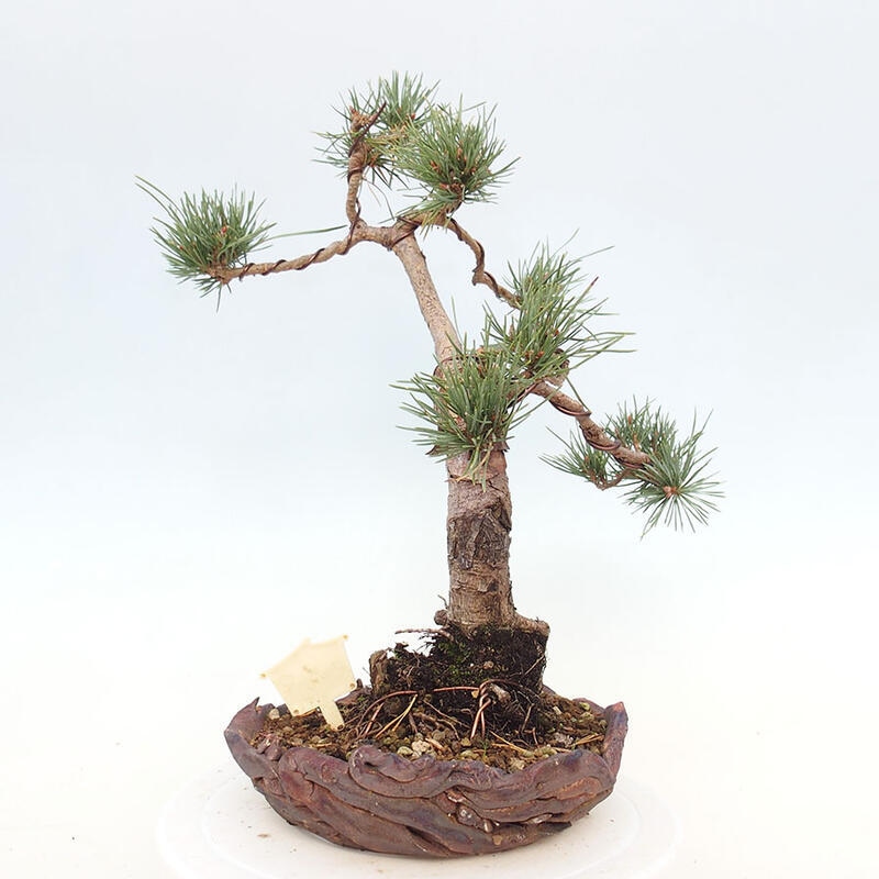 Outdoor bonsai - Pinus Sylvestris - Scots pine