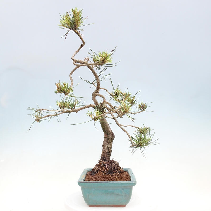 Outdoor bonsai - Pinus Sylvestris - Scots pine