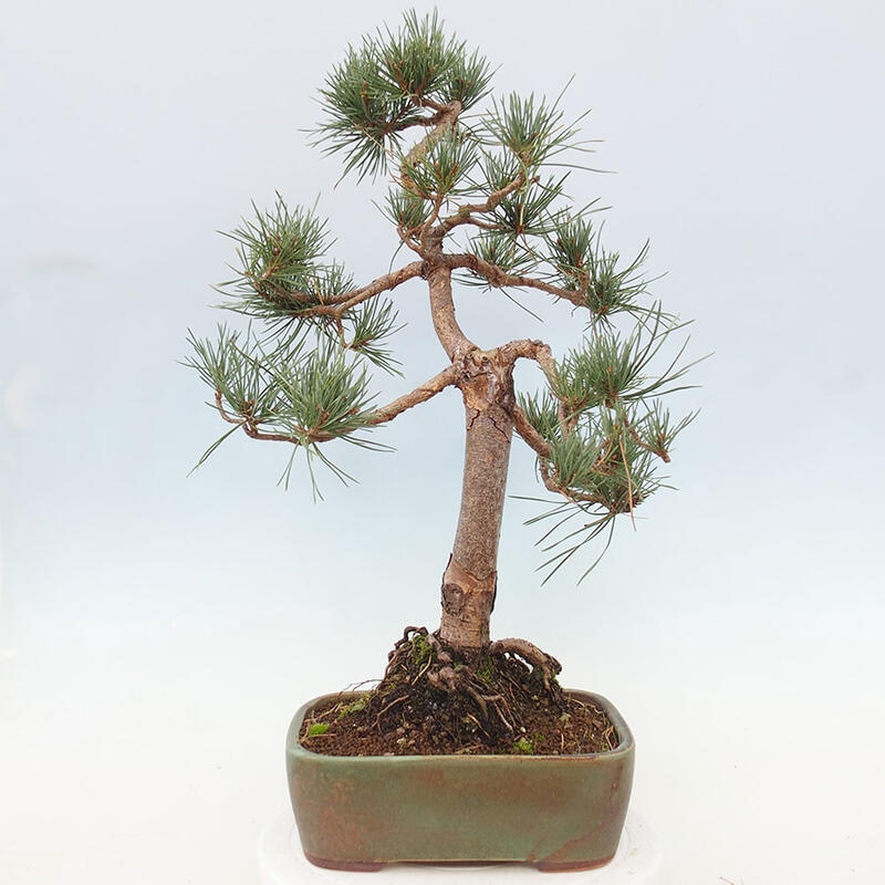 Outdoor bonsai - Pinus Sylvestris - Scots pine