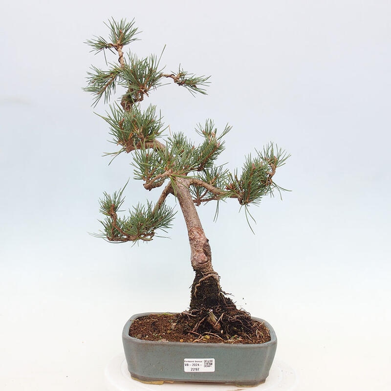 Outdoor bonsai - Pinus Sylvestris - Scots pine