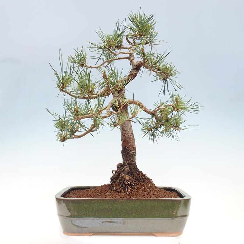 Outdoor bonsai - Pinus Sylvestris - Scots pine