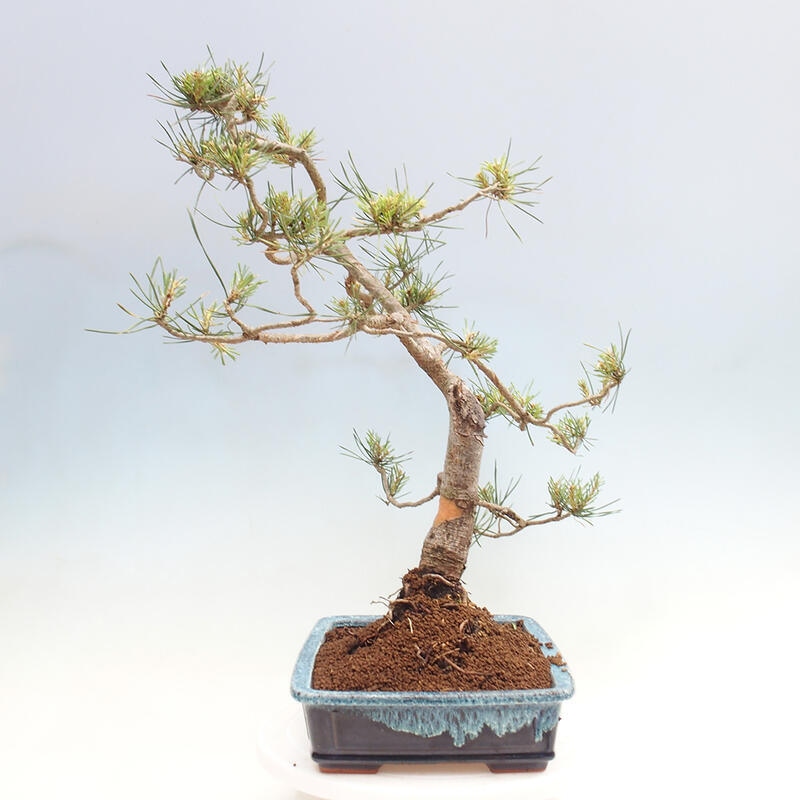 Outdoor bonsai - Pinus Sylvestris - Scots pine