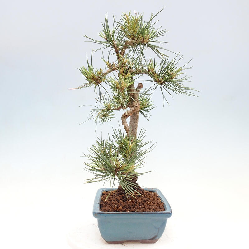 Outdoor bonsai - Pinus Sylvestris - Scots pine