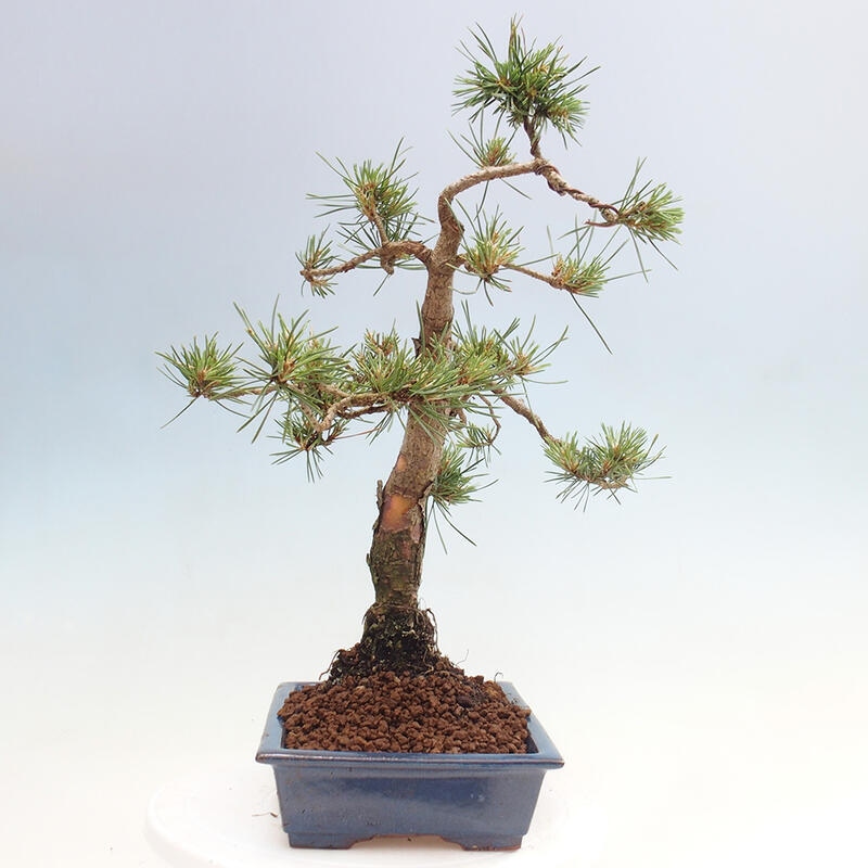 Outdoor bonsai - Pinus Sylvestris - Scots pine