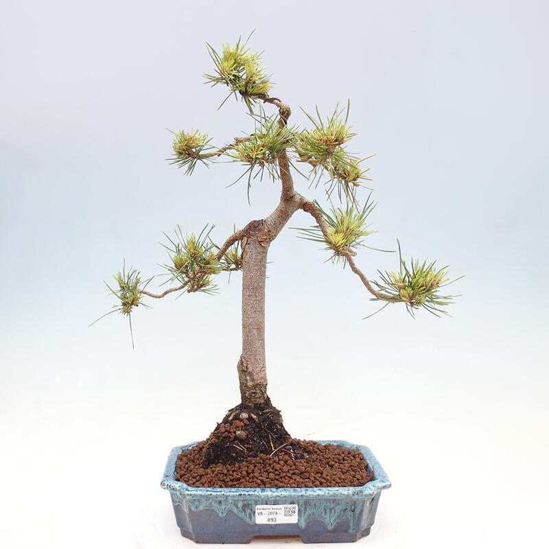 Outdoor bonsai - Pinus Sylvestris - Scots pine