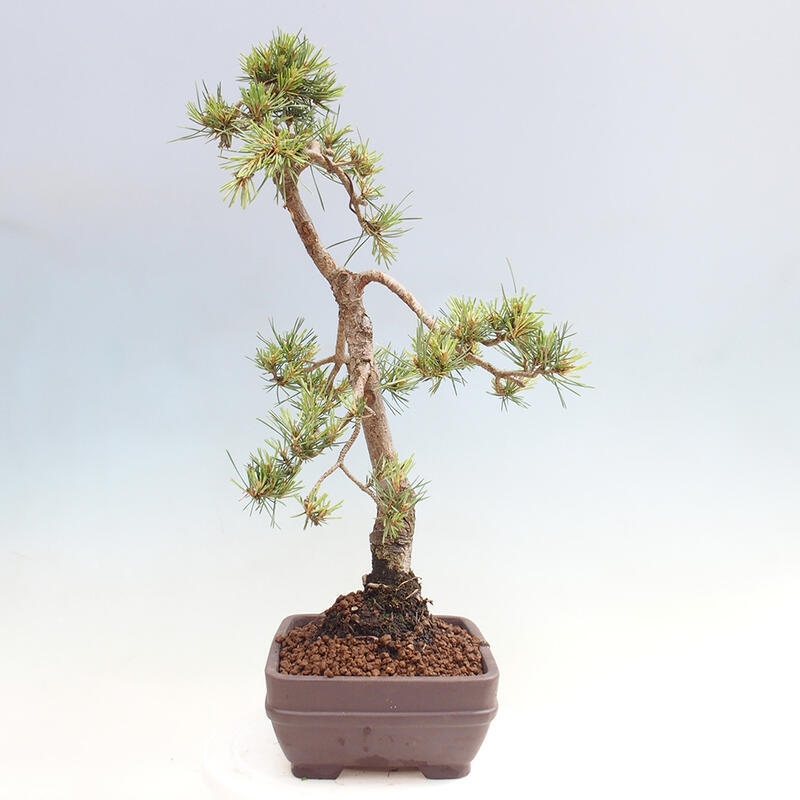 Outdoor bonsai - Pinus Sylvestris - Scots pine