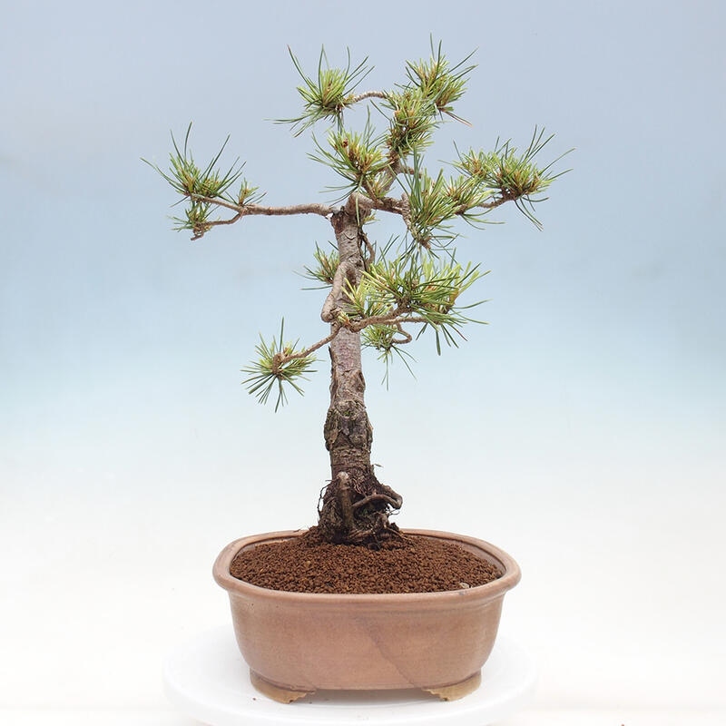 Outdoor bonsai - Pinus Sylvestris - Scots pine