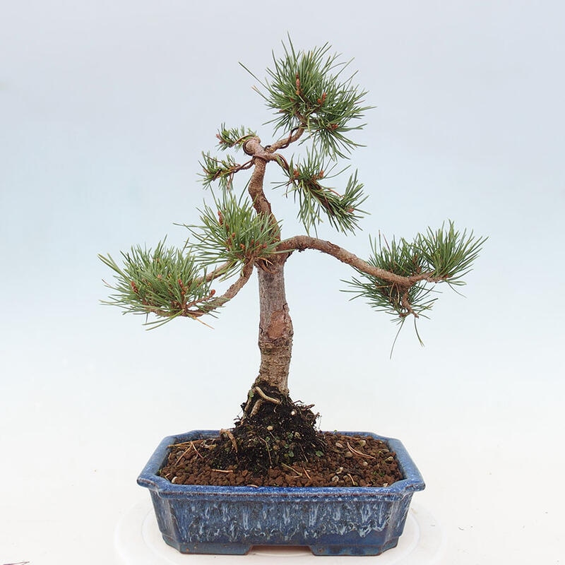 Outdoor bonsai - Pinus Sylvestris - Scots pine