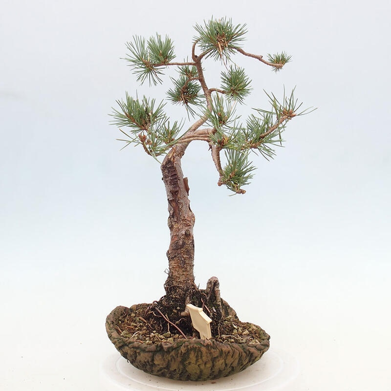 Outdoor bonsai - Pinus Sylvestris - Scots pine