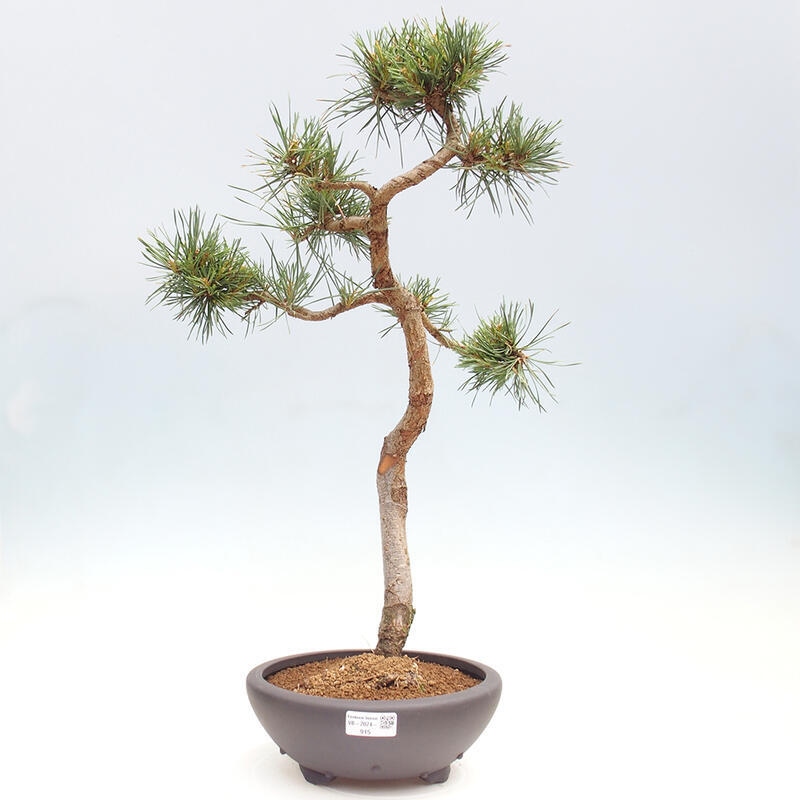 Outdoor bonsai - Pinus Sylvestris - Scots pine