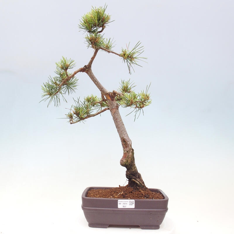 Outdoor bonsai - Pinus Sylvestris - Scots pine