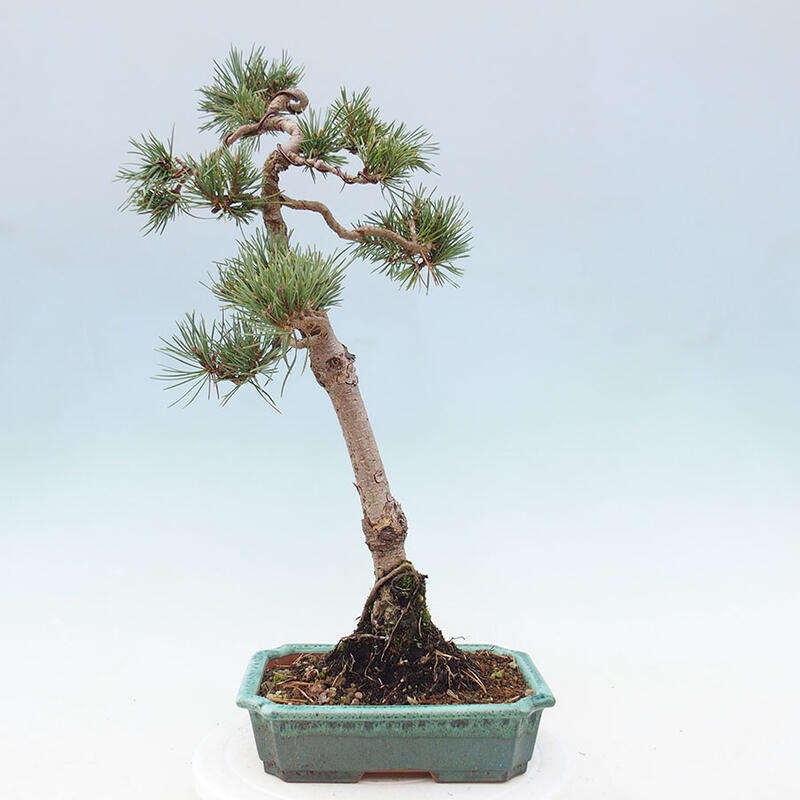 Outdoor bonsai - Pinus Sylvestris - Scots pine