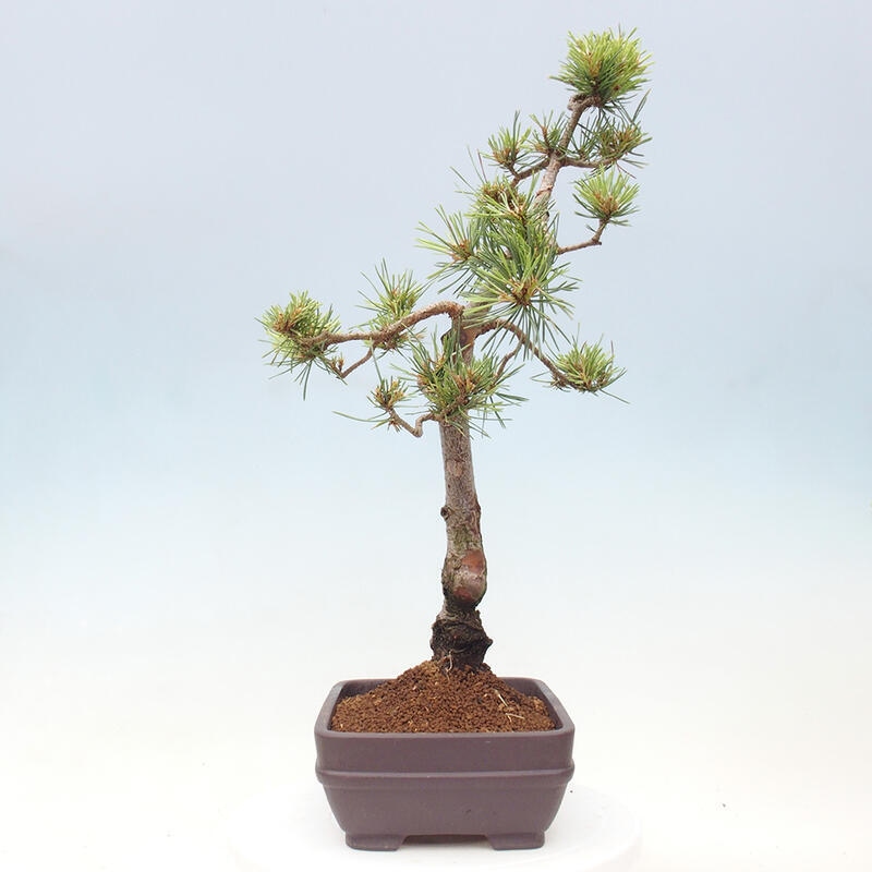 Outdoor bonsai - Pinus Sylvestris - Scots pine