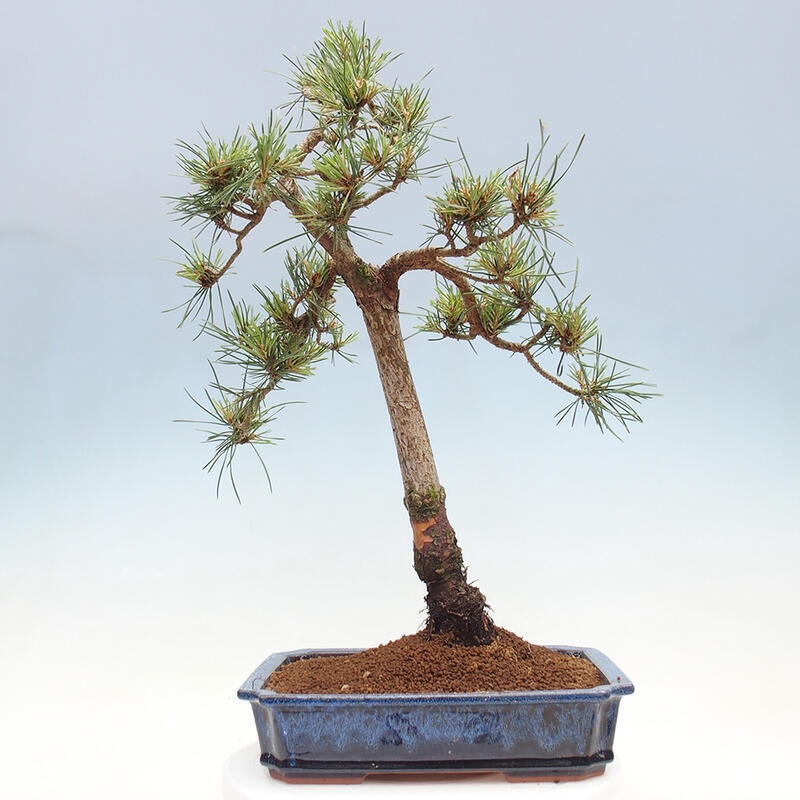 Outdoor bonsai - Pinus Sylvestris - Scots pine