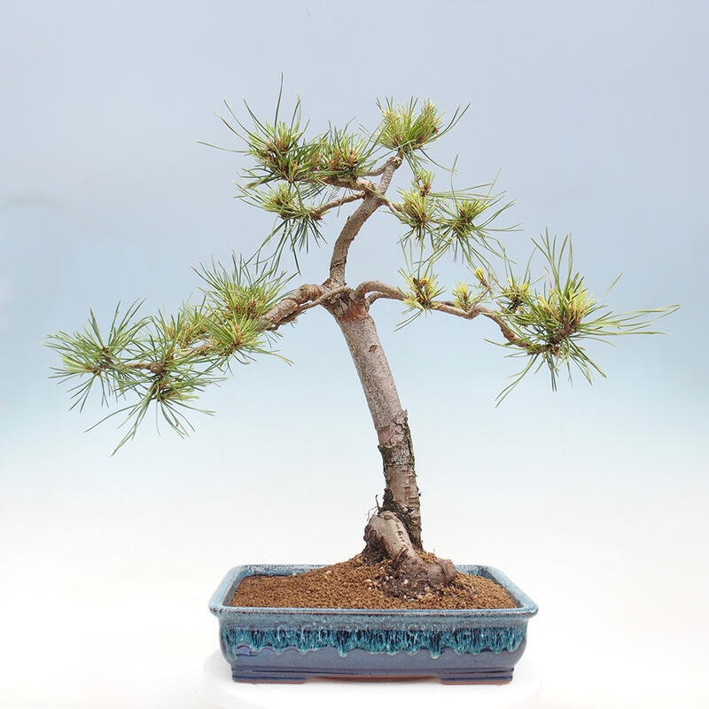 Outdoor bonsai - Pinus Sylvestris - Scots pine