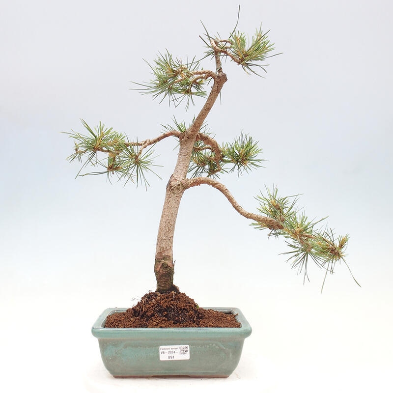 Outdoor bonsai - Pinus Sylvestris - Scots pine