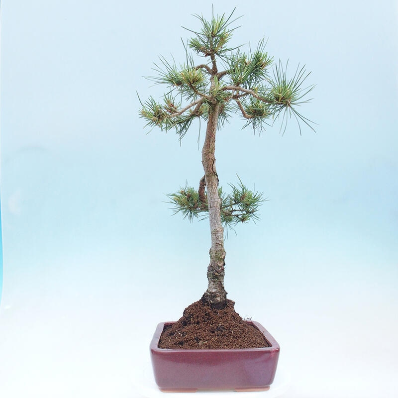 Outdoor bonsai - Pinus Sylvestris - Scots pine