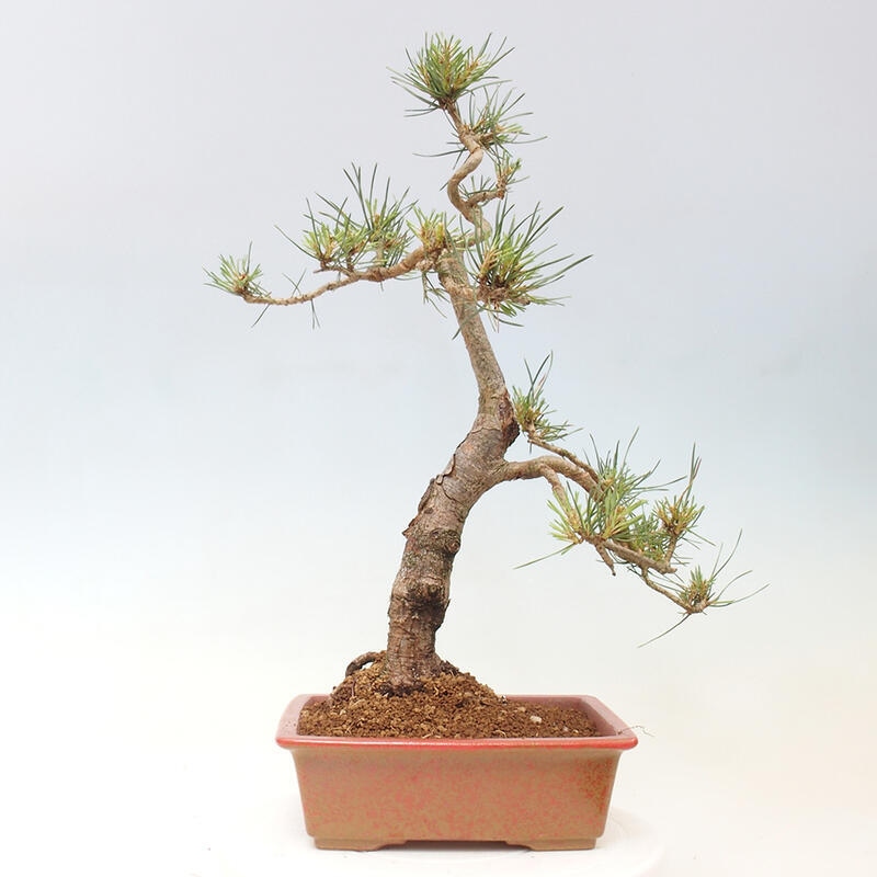 Outdoor bonsai - Pinus Sylvestris - Scots pine