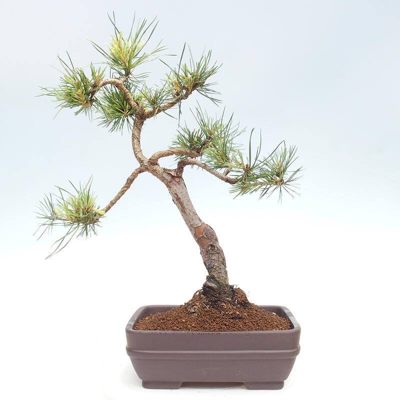 Outdoor bonsai - Pinus Sylvestris - Scots pine