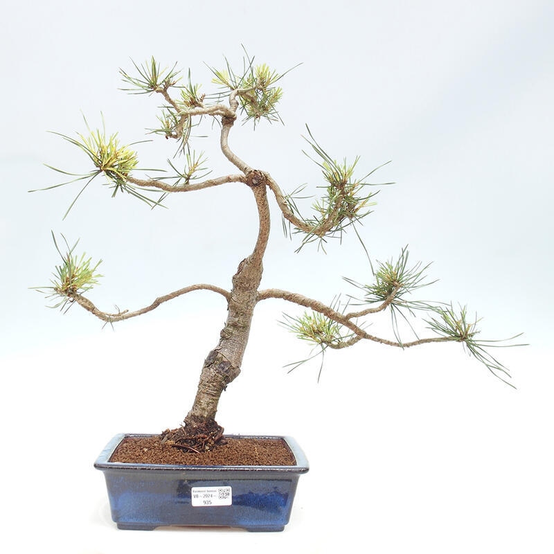 Outdoor bonsai - Pinus Sylvestris - Scots pine