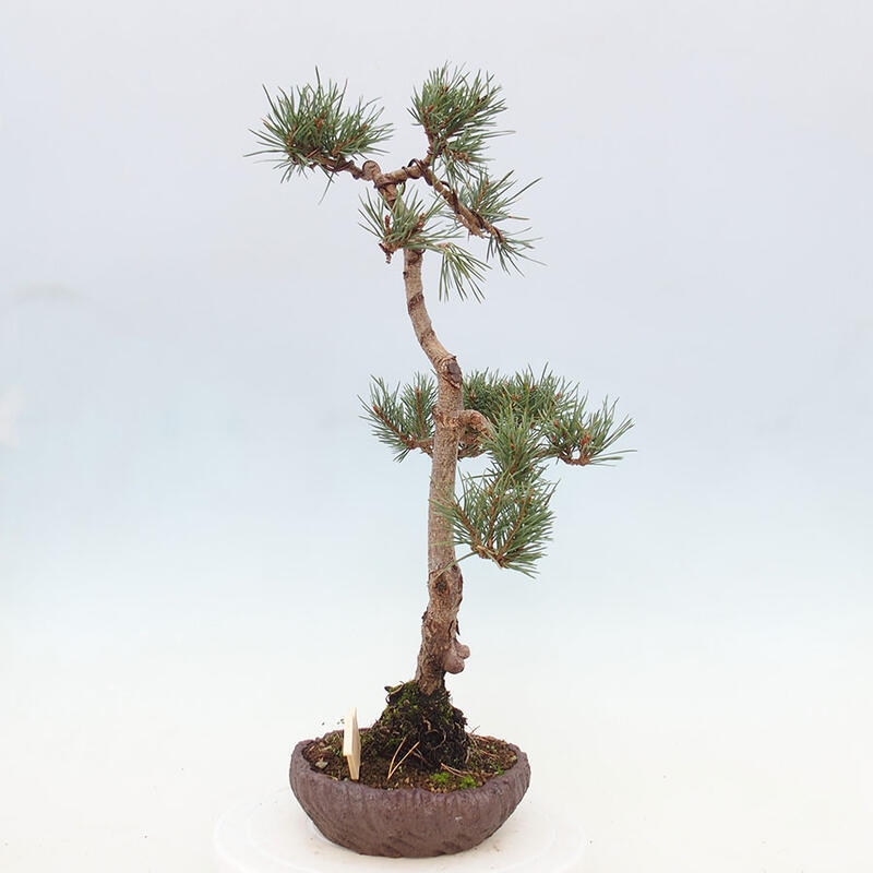 Outdoor bonsai - Pinus Sylvestris - Scots pine