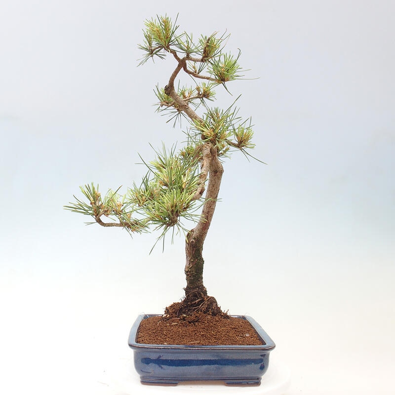 Outdoor bonsai - Pinus Sylvestris - Scots pine