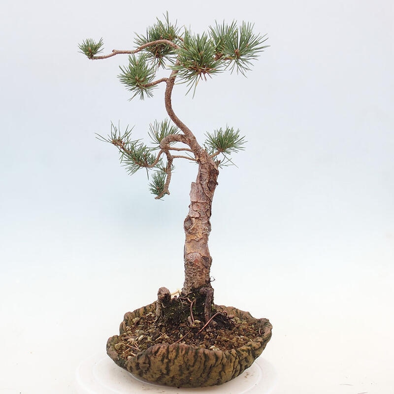 Outdoor bonsai - Pinus Sylvestris - Scots pine