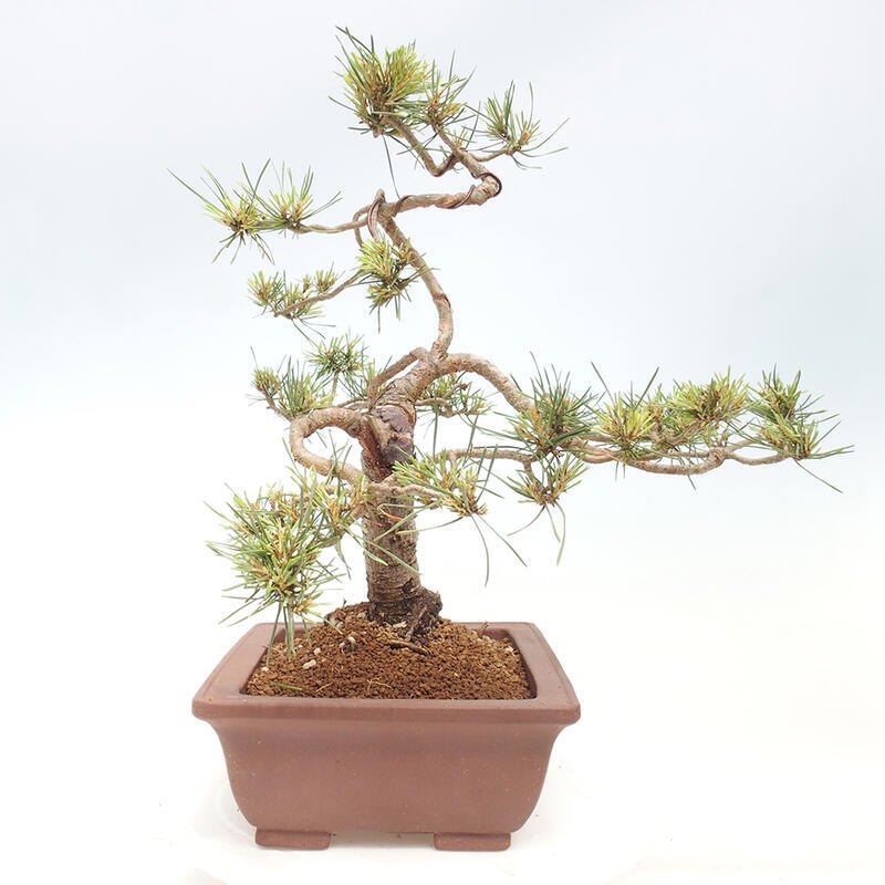 Outdoor bonsai - Pinus Sylvestris - Scots pine