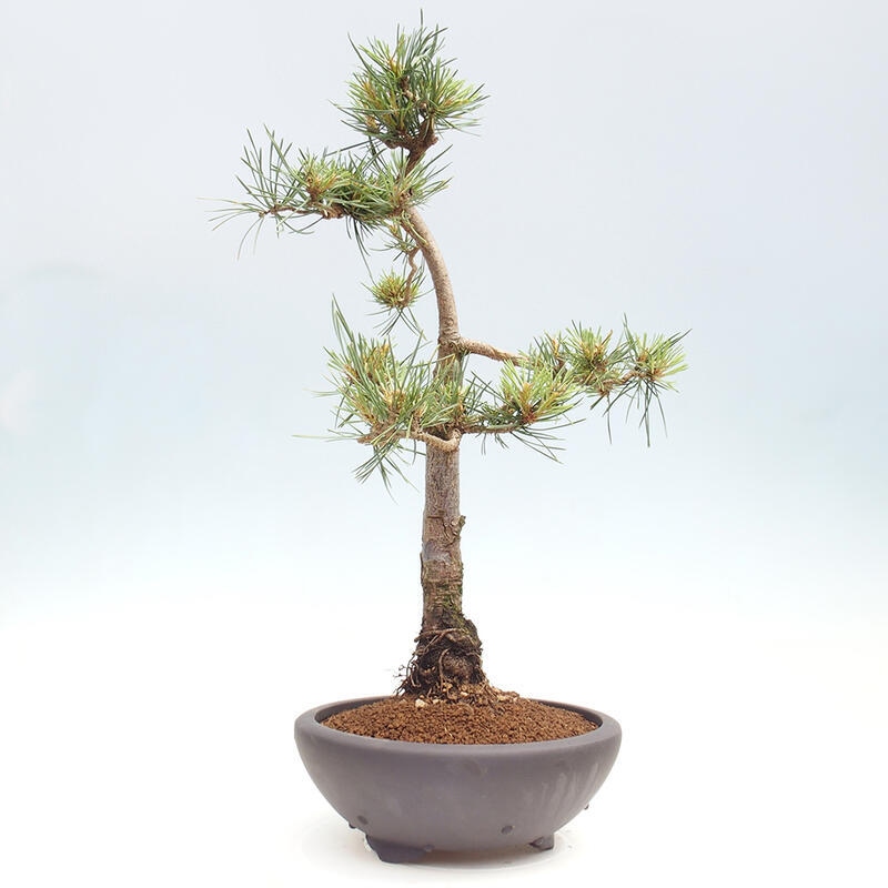 Outdoor bonsai - Pinus Sylvestris - Scots pine