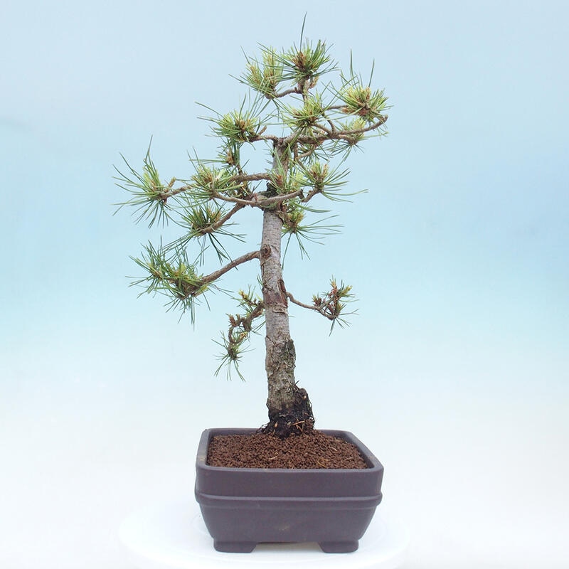 Outdoor bonsai - Pinus Sylvestris - Scots pine