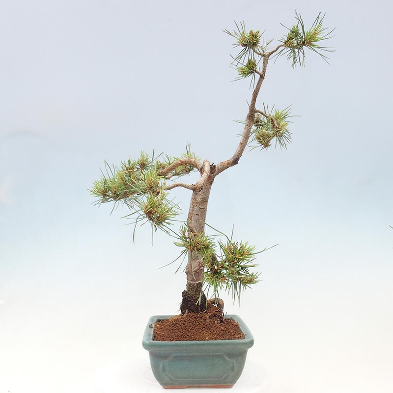 Outdoor bonsai - Pinus Sylvestris - Scots pine