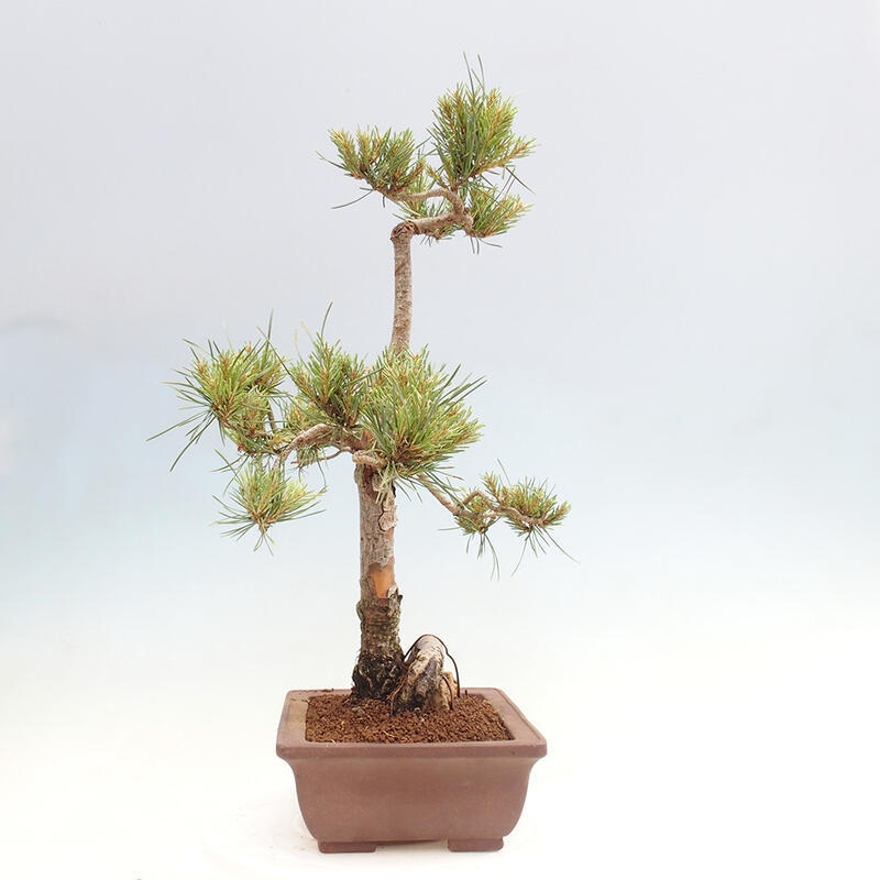 Outdoor bonsai - Pinus Sylvestris - Scots pine