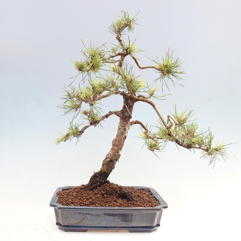 Outdoor bonsai - Pinus Sylvestris - Scots pine