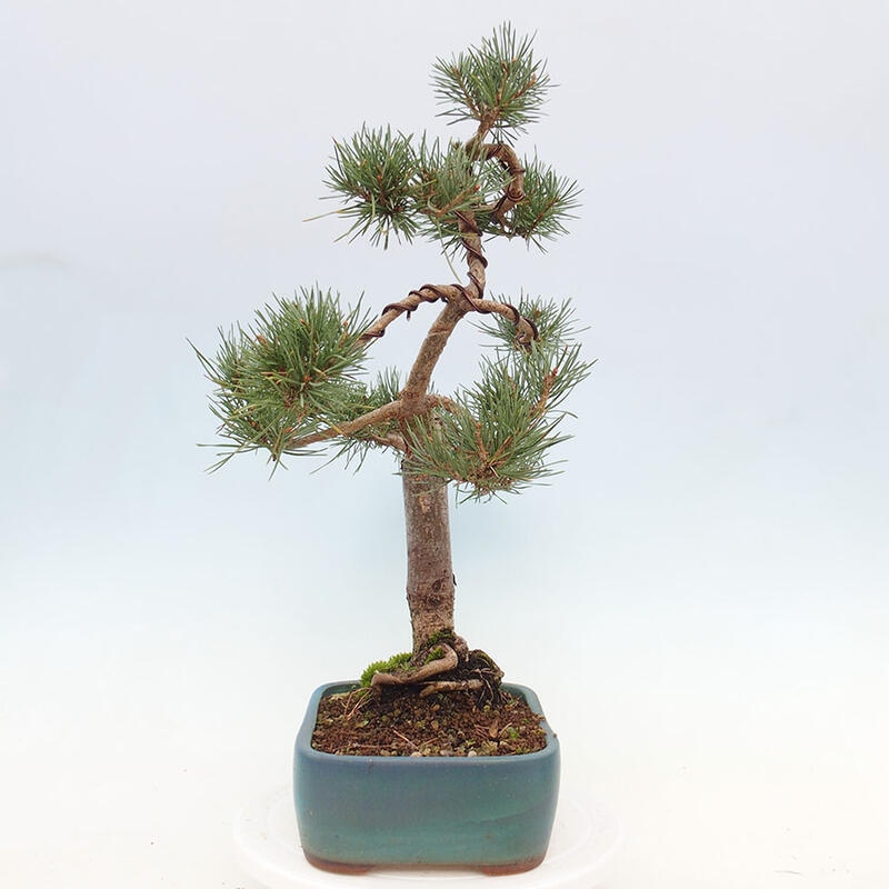 Outdoor bonsai - Pinus Sylvestris - Scots pine