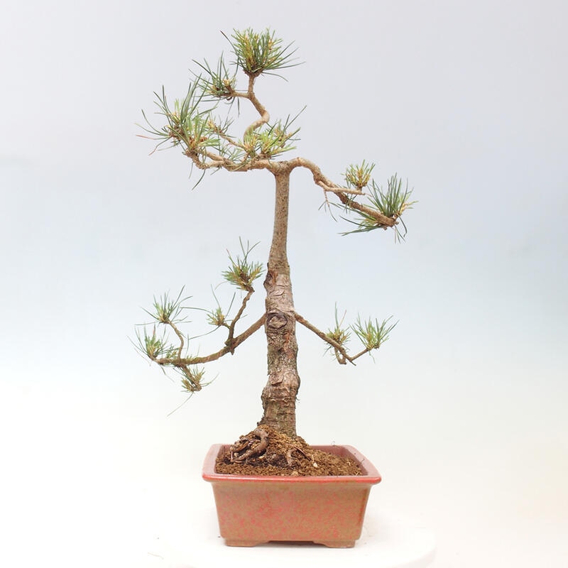 Outdoor bonsai - Pinus Sylvestris - Scots pine