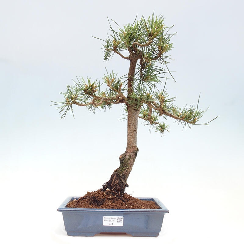 Outdoor bonsai - Pinus Sylvestris - Scots pine