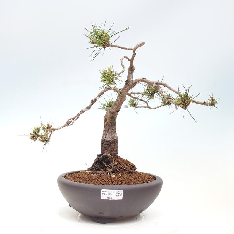 Outdoor bonsai - Pinus Sylvestris - Scots pine