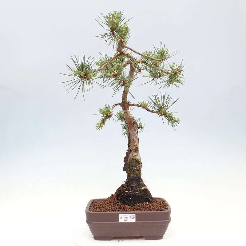 Outdoor bonsai - Pinus Sylvestris - Scots pine