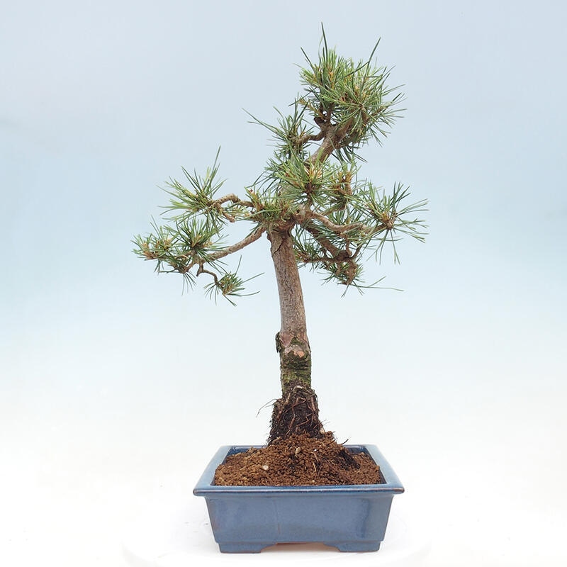 Outdoor bonsai - Pinus Sylvestris - Scots pine