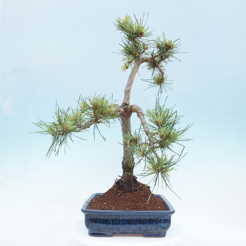 Outdoor bonsai - Pinus Sylvestris - Scots pine