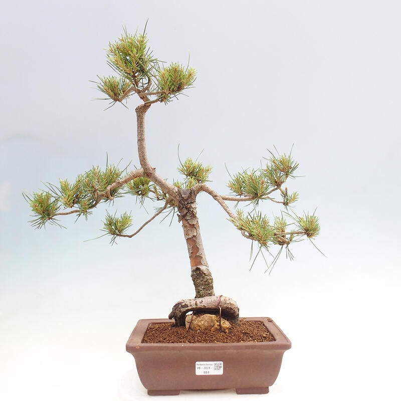 Outdoor bonsai - Pinus Sylvestris - Scots pine