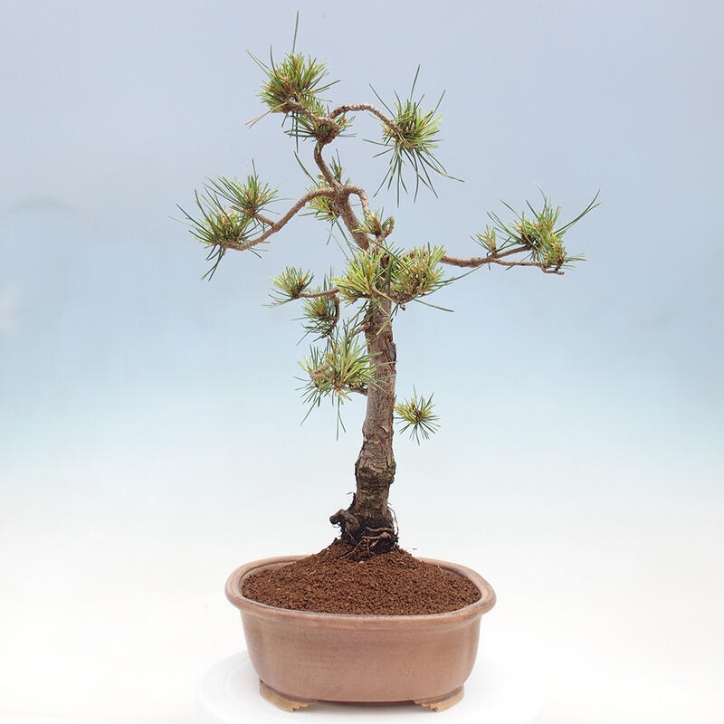 Outdoor bonsai - Pinus Sylvestris - Scots pine